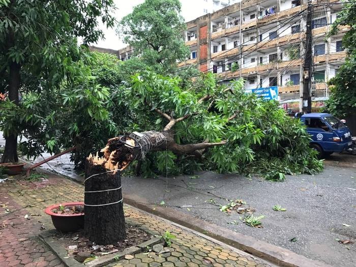 Nhiều cây xanh ở khu chung cư Quang Trung bị gãy đổ. Ảnh: Lê Hoa.