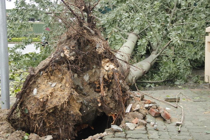 Trong đợt bão lần này, những loại cây dễ đổ thường có bộ rễ rất yếu. Trong ảnh là cây bông bị bật gốc tại cổng vào KS Mường Thanh - Phương Đông. Ảnh: Cảnh Nam