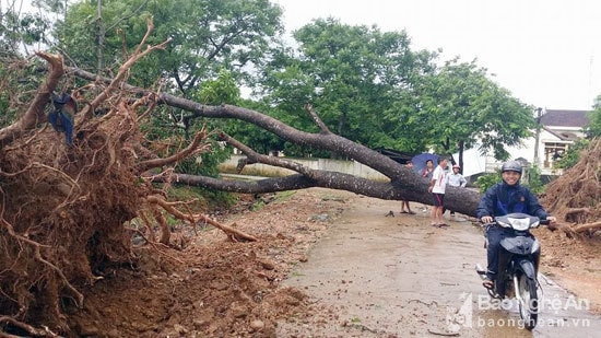 Nhiều cây cối gãy đổ, gây ách tắc về giao thông ở Anh Sơn. Ảnh: Đào Thọ