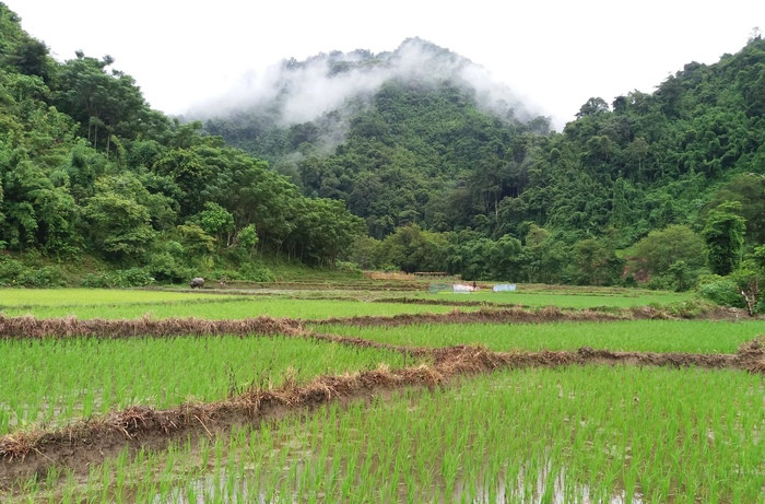 Bản Xốp Nặm, có trên 3,7 ha lúa nước là một trong những bản có số diện tích đất ruộng nhiều nhất xã biên giới Tam Hợp.2, Với đặc thù là xã biên giới vùng cao, nên lịch nông vụ của bà con nông dân ở bản Xốp Nặm, thường cấy muộn hơn các xã miền xuôi từ 15 đến 20 ngày. Theo một số bà con nông dân cho biết sau khi cấy xong cây lúa đang vào thời kỳ phát triển tốt thì xuất hiện rất nhiều ốc bươu vàng, phá hại, ăn hết lá lúa non và làm ảnh hưởng đến sự sinh trưởng và phát triển của cây lúa. Ảnh: Lữ Phú