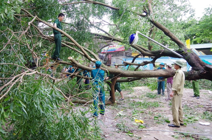 Cây cối và các cột điện trên các tuyến phố bị gãy đổ. Ảnh: Trọng Kiên