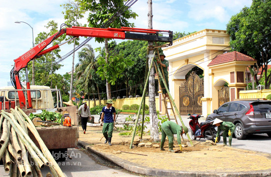 Nhân viên cây xanh trồng lại cây trên tuyến đường Trường Thi, đoạn trước Tỉnh ủy Nghệ An. Ảnh: Quang An