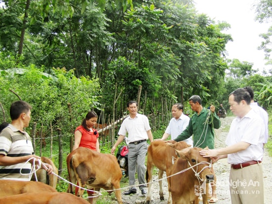 Tựng bò q