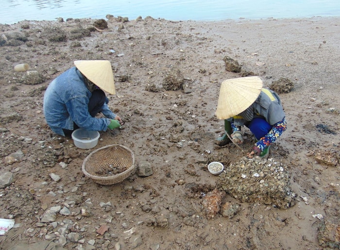 Ngay từ sáng sớm, khi thủy triều xuống kéo theo mực nước ở các sông rút trơ ra những tảng đá cũng là lúc người dân Quỳnh Lưu mang theo dụng cụ đi đẽo hàu. Ảnh: Như Thủy