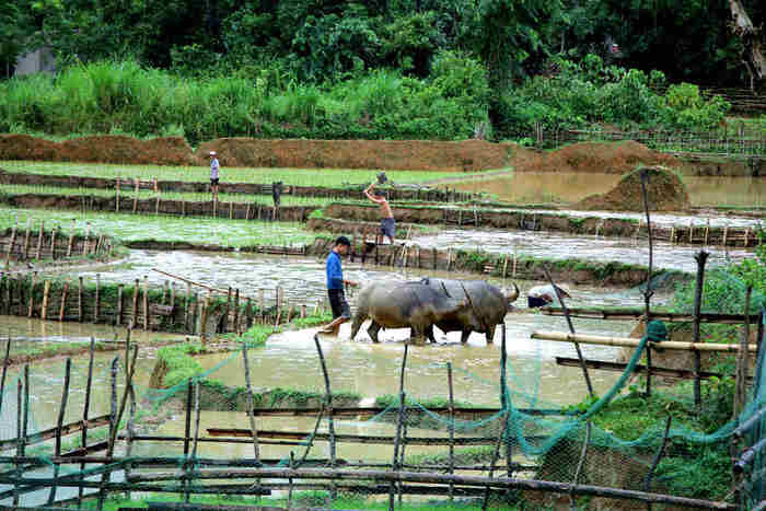 Ở huyện Quế Phong có 90% người dân phụ thuộc vào hoạt động sản xuất nông nghiệp. Bão số 2 và hoàn lưu của nó đã tàn phá nhiều diện tích lúa hè thu và hoa màu. Trong ảnh: Người dân bản dùng trâu dẫm đất để cấy lại lúa sau khi bị mưa bão Ảnh: Hùng Cường