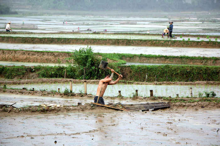 Một nông dân đang đóng cọc tạo bờ ruộngđể làm điểm tựa cho những tấm tre mét  nhằm làm kiên cố bờ ruộng sau khi bị lũ tàn phá. Ảnh: Hùng Cường