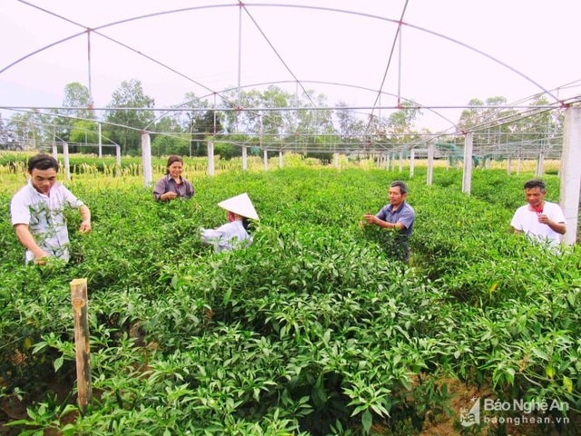 Phát triển mô hình trồng ớt hàng hóa ở xã Nghi Ân. Ảnh Tư liệu