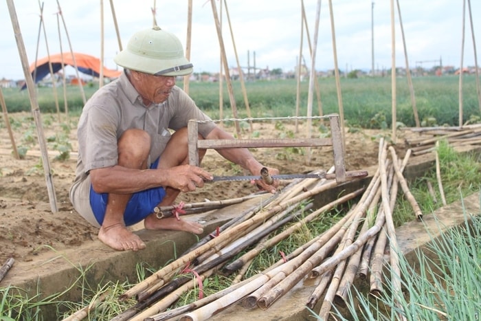 Sau khi cơn bão tan, bà con các xã vùng bãi ngang nhanh chóng ra đồng để khắc phục hậu quả, chăm sóc rau màu để tái sản xuất.