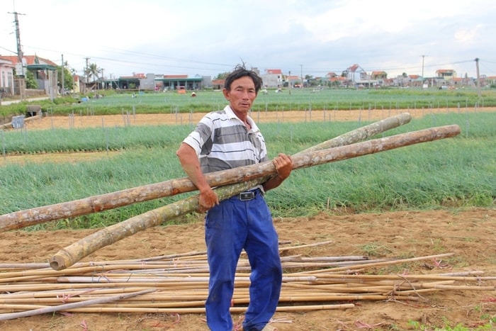 Bão to khiến dàn leo mướp đắng của ông Nguyễn Văn Liêm ở xã Quỳnh Lương bị đổ ngã xuống đất. Sau khi bão đi qua, ông ra đồng để dựng lại dàn leo, mua thêm vật liệu để chăm bón 2 sào mướp đắng.