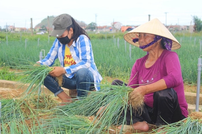 Đối với những hộ trồng hành hoa, sau khi thời tiết nắng ráo, người dân xuống đồng thu hoạch. Bà Nguyễn Thị Hương cho biết, bão số 2 đổ bộ khiến 3 sào hành hoa của gia đình bà bị đổ rạp xuống đất, rất may vì trời không mưa to nên hành hoa vẫn phục hồi tốt. Giá bán vẫn ở mức 5.000 - 6.000 đồng/kg.