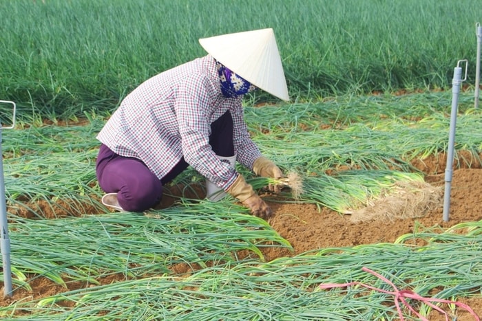 Vào vụ hè, hành hoa là cây trồng chủ lực của người dân và chiếm 70% tổng diện tích canh tác rau màu. Khi bão tan, bà con ra đồng thu hoạch và tiếp tục gieo trồng vụ mới.