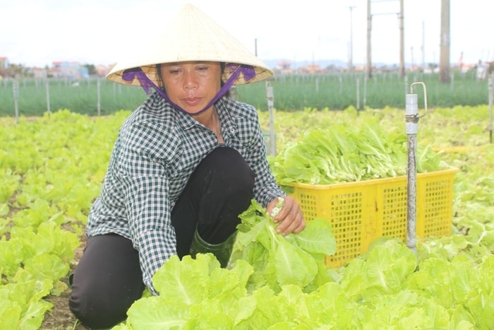 Cùng với hành hoa, rau sà lách Đà Lạt cũng được bà con thu hoạch sau bão; giá bán từ 3.000 đồng- 4.000 đồng/kg.