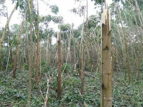 Cao su ở Tân Kỳ bị ngã đổ. 