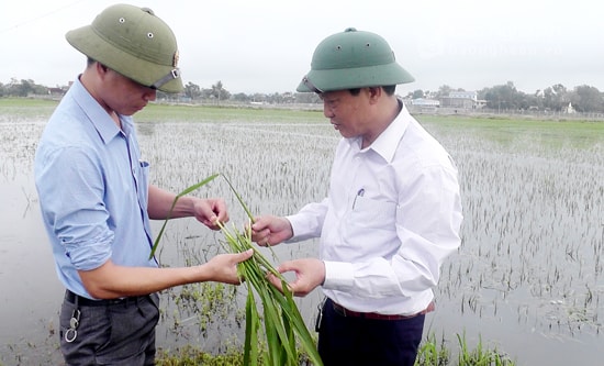 Lúa hè thu ở Yên Thành ngập úng. Ảnh: Thái Dương