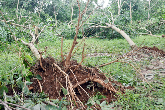 Những vườn cây cao su trên 7 năm tuổi ở xã Tân Phú, huyện Tân Kỳ bật gốc do bão số 2 gây nên. Ảnh: Xuân Hoàng