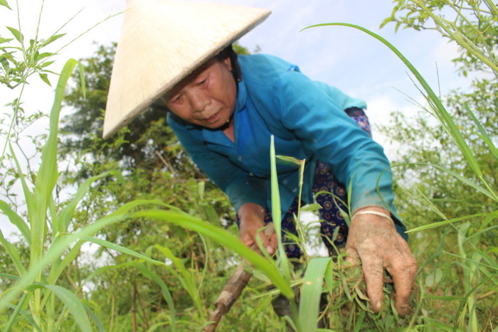 thu hoạc sau mưa bão đô 2