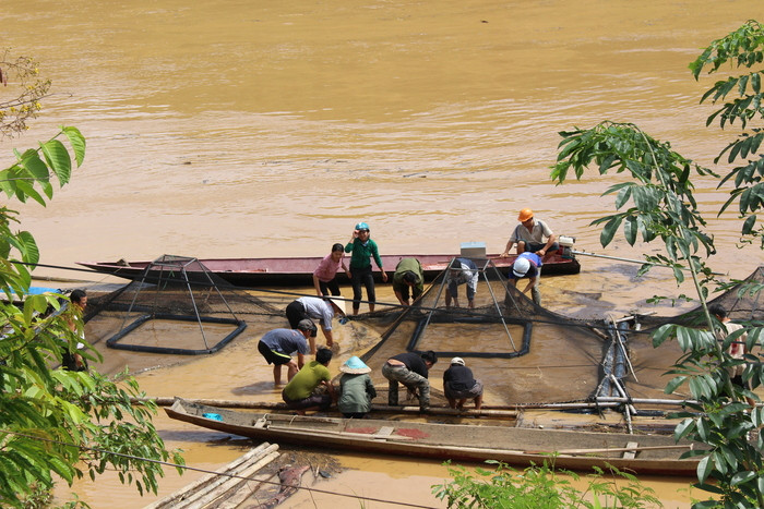 thu hoạch sau bão dốp 0