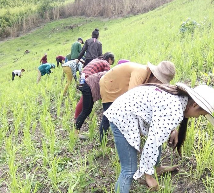 cấy lúa cho dân bản ởi Rơi