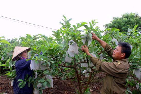 Thu hoạch ổi tại vườn ổi của gia đình anh Đặng Ngọc Châu, xóm Sơn Nam, xã Nghĩa Lâm, huyện Nghĩa Đàn. ảnh: X.Hoàng