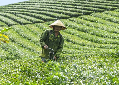 Phát huy thế mạnh phát triển cây trồng chủ lực là cây chè, xã Hùng Sơn đầu tư mở rộng diện tích. Đến nay, toàn xã có ??? hộ trồng, sản xuất chè; với diện tích ... 