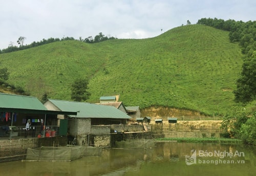 Phát huy lợi thế đất đồi rộng lớn, với diện tích vườn đồi 10 ha, anh Gia đình anh Nguyễn Quang Hùng (Thôn Hội Lâm, xã Cẩm Sơn) nuôi cá, ếch và gà thả đồi; doanh thu mỗi năm đạt trên 1,5 tỷ đồng. 