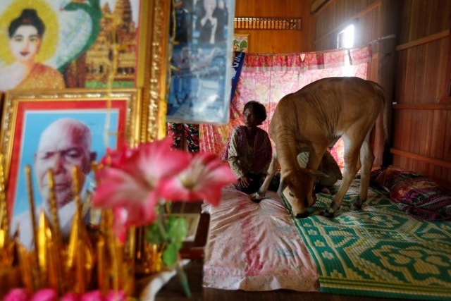 Khim Hang, 74 tuổi, ngồi ở phòng ngủ của cô với một con bò mà cô tin là người chồng tái sanh của cô ở tỉnh Kratie, Campuchia.