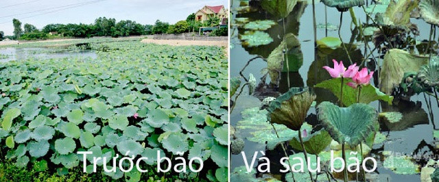 Đầm sen Diệu Ốc trước và sau bão. Ảnh: Xuân Hoàng