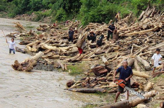 Người dân vớt được rất nhiều gỗ củi trong những ngày lũ về. Ảnh Đình Tuân