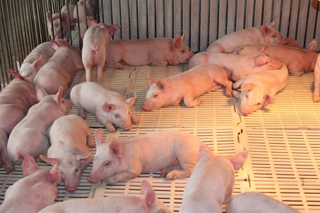 Lợn con cai sữa 6-8kg