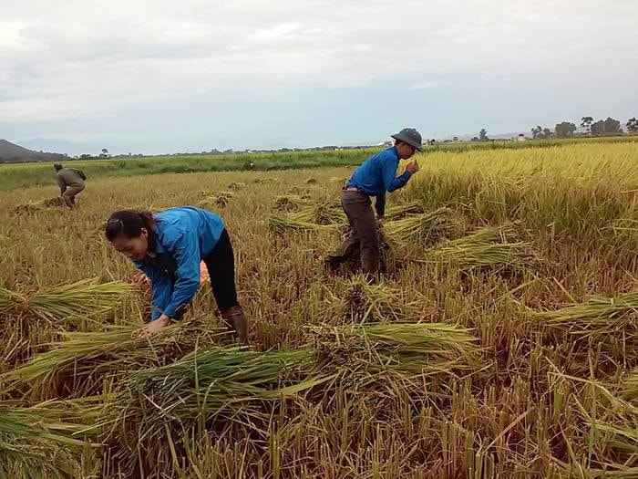 Đoàn viên xã Hưng Lợi (Hưng Nguyên) tham gia gặt lúa cho gia đình chính sách neo đơn. Ảnh: P.V