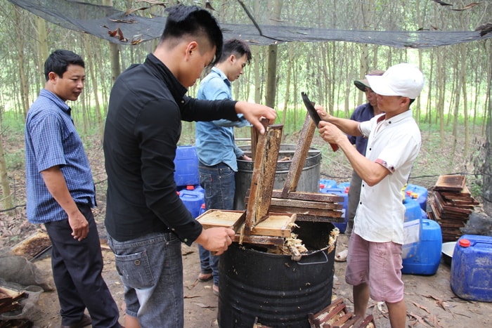 Người dân xóm Nhà Đũa, xã Kim Thành (Yên Thành) phát triển kinh tế nhờ nghề nuôi ong. Ảnh: Hoài Thu