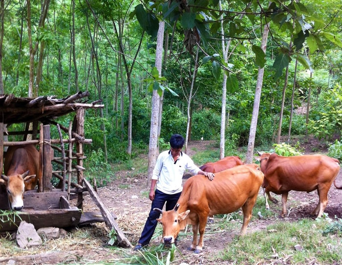 Chăn nuôi bò dưới tán rừng ở huyện Con Cuông. Ảnh: Xuân Hoàng