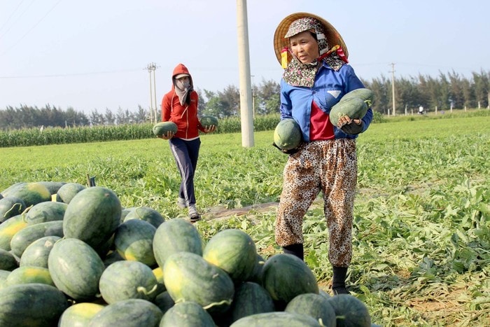 Mô hình trồng dưa hấu ở xã Diễn Thành (Diễn Châu). Ảnh: Xuân Hoàng