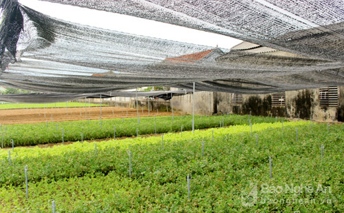 Nhiều hộ dân đang áp dụng lưới che để sản xuất những giống rau trước đây không sản xuất được do nắng nóng.