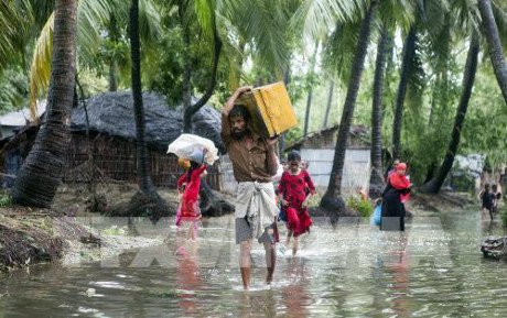 Cơn bão Mora đã đổ bộ vào Bangladesh sáng 30/5/2017, với sức gió lên tới 135 km/giờ. Trận bão lũ đã phá hủy hàng nghìn nhà ở và hơn 500.000 người dân ở các làng ven biển phải sơ tán. Trong ảnh: Người dân Bangladesh sơ tán tránh bão Mora ở quận Cox's Bazar, tỉnh Chittagong ngày 30/5. Ảnh: EPA/TTXVN.