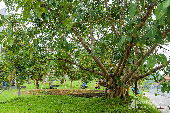 Vườn cây hơn 1500 cây cảnh đẹp các loại đươc 1.000 các tổ chức, cá nhân trồng cung tiếnMột màu xanh tươi mát đang tràn đầy sức sống ở Khu Di tích lịch sử Truông Bồn 