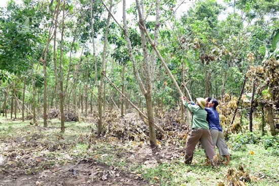 Những cây cao su bị nghiêng, có thể khôi phục được, bà con chặt bớt cành, ngọn, dùng cây que chống lên, tiếp tục chăm sóc để năm sau khai thác mủ. Trong ảnh, gia đình ông Lê Văn Tuấn, xóm Tân Xuân, xã Tân Phú (Tân Kỳ) có 1,1 ha cao su, bão số 2 làm 200 cây nghiêng, 25 cây đổ gãy. Mới rồi, gia đình thuê máy múc về kéo những cây bị nghiêm lên để chống, tiền thuê máy và nhân công khôi phục 200 cây bị nghiêng gần 20 triệu đồng. Ảnh: Xuân Hoàng