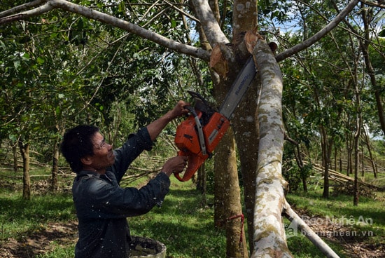 Những ngày này, thợ máy cưa xăng trên địa bàn Tân Kỳ luôn bận rộn với công việc thu dọn vườn cao su đổ gãy, có những thợ cưa được chủ vườn cao su thuê từ Thanh Hóa. Trong ảnh, ông Võ Văn Thanh, ở huyện Như Thanh, tỉnh Thanh Hóa đang cắt cây cao su tại vườn cao su ở xóm Thái Yên, xã Tân Phú. Ông Thanh cho biết, ông và 6 thợ máy cưa nữa đến nhận cắt cây cao su đổ gãy ở đây 1 tần nay vẫn vẫn chưa hết, hiện vẫn còn nhiều gia đình gọi, nhưng làm không kịp. Ảnh: Quang An