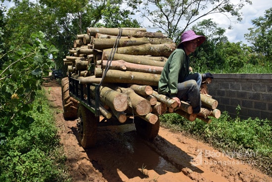 Cây cao su sau khi cắt gọn, vận chuyển ra đường, bán cho thương lái. Ông Phan Văn Hùng - Giám đốc Công ty 