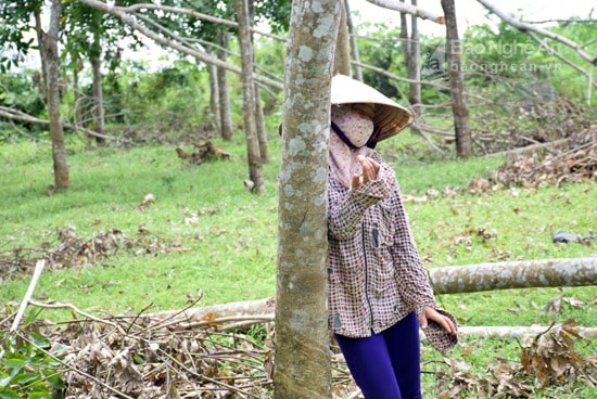 Một người phụ nữ đứng thất thần trước vườn cao su bị đổ gãy, bởi gia đình mất đi khoản thu nhập đều hàng ngày từ vườn cây cao su mà gia đình mất công chăm sóc nhiều năm qua. Ảnh: Xuân Hoàng