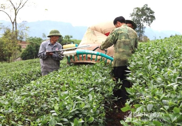 Người dân Anh Sơn hối hả thu hoạch chè sau những đợt mưa lớn. Ảnh: Huyền Trang