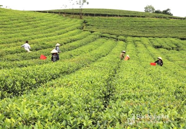 Anh Sơn có diện tích chè 1.756 ha tập trung ở các xã Hùng Sơn, Long Sơn, Đỉnh Sơn, Cẩm Sơn, Phúc Sơn với sản lượng đạt 16.353 tấn/năm. Ảnh: Huyền Trang