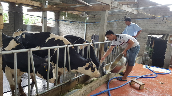 Nuôi bò sữa cho thu nhập cao tại xóm Phú Mỹ, xã Tây Hiếu (thị xã Thái Hòa). Ảnh: Phú Bình