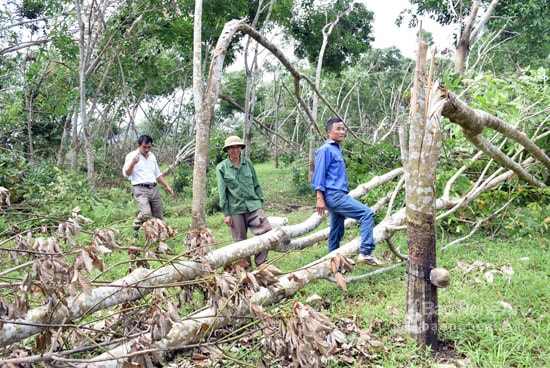 Cán bộ Công ty Một thành viên Nông nghiệp Sông Con và người dân xót xa trước những vườn cao su bị bão bẻ gãy hơn 1 tuần nay nhưng chưa có cách xử lý. Ảnh: Quang An