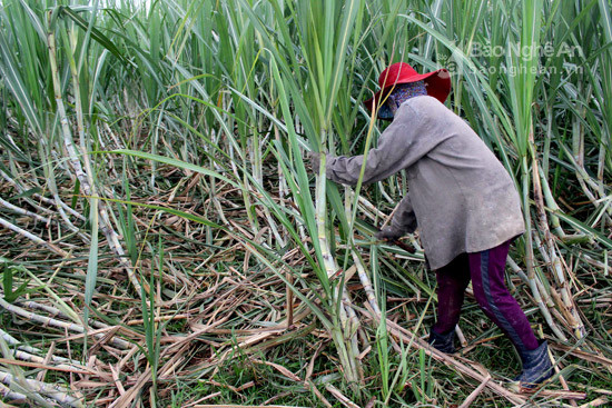 Bà con nông dân xã Nghĩa Đồng, huyện Tân Kỳ khắc phục mía bị đổ bằng cách bóc hết bộ lá già. Ảnh: Quang An 