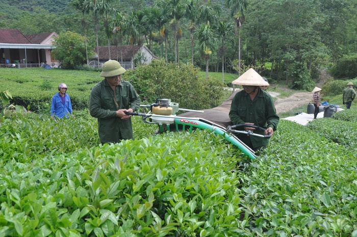 Nông dân xã Thanh Hương (Thanh Chương) thu hoạch chè nguyên liệu. Ảnh: Công Kiên