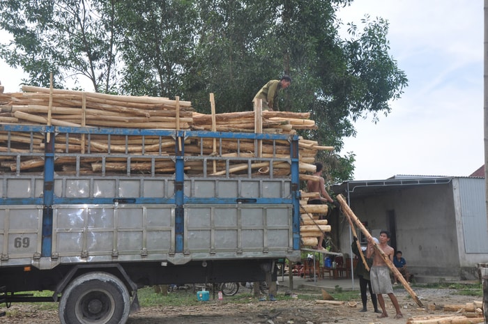 Thu mua keo nguyên liệu ở xã Thanh Hương (Thanh Chương). Ảnh: Công Kiên