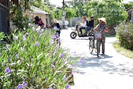 Người dân xóm 17 - Nam Thịnh, xã Phúc Thành hàng ngày đi lại bên những bờ hoa, mà người dân gọi là hoa ban mai, do chính người dân trồng, chăm sóc. Ảnh: Xuân Hoàng  