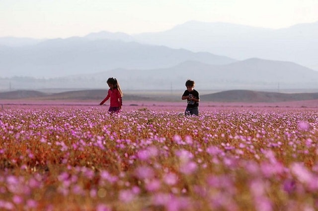 Nằm giữa Thái Bình Dương và dãy núi Ander. Sự khô cằn khắc nghiệt của sa mạc Atacama được khắc họa nên bởi những đồi đá, núi lửa và các cồn cát trải dài. Atacama có diện tích khoảng 181.300 m2, được Nasa và hội địa lý Mỹ ghi nhận là sa mạc khô cằn nhất thế giới. Thông thường lượng mưa trung bình chỉ khoảng 50mm/năm, thậm chí nhiều thập kỷ không có mưa.