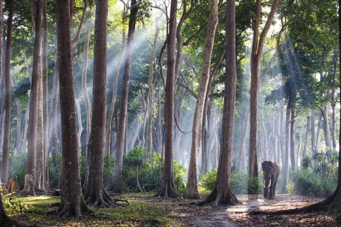 Con voi châu Á “nghỉ hưu” sau quãng thời gian dài khai thác gỗ và thảnh thơi đi lại trong rừng ở đảo Havelock, thuộc quần đảo Adaman của Ấn Độ.